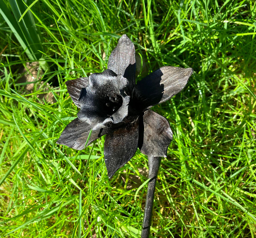 Daffodil